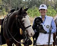 gun-safe-horse-missouri-fox-trotter
