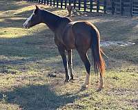 horse-for-sale-missouri-fox-trotter