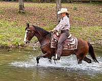 western-horse-missouri-fox-trotter