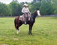 western-dressage-horse-missouri-fox-trotter