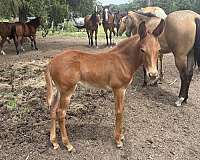 chestnut-white-muzzle-belly-horse
