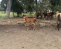classical-mule