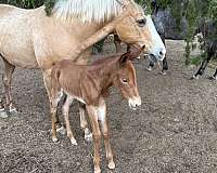 babies-mule