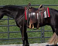 gelding-draft-horse