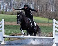 husband-draft-horse