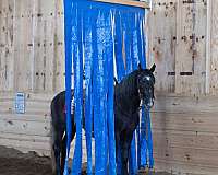 jumper-draft-horse