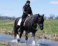 grey-draft-horse