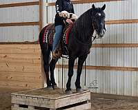 all-around-draft-horse