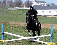 dressage-draft-horse