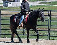 husband-safe-draft-horse