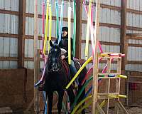 jumping-draft-horse