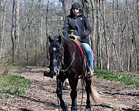 hunter-jumper-draft-horse