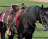 lesson-draft-horse