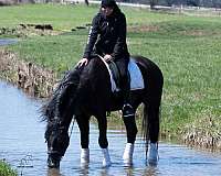 ridden-english-draft-horse
