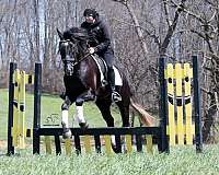 ridden-western-draft-horse