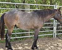 quarter-horse-for-sale