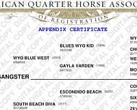 quarter-horse