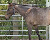 quarter-horse-stallion