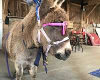 miniature-mare