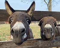 miniature-donkey