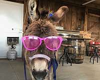 miniature-donkey-for-sale