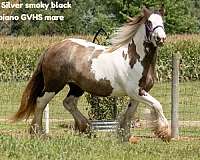 silver-smoky-black-tobiano-horse