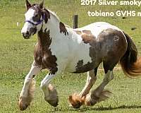 smokey-black-silver-smoky-tobiano-horse