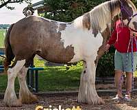 silver-smoky-black-tobiano