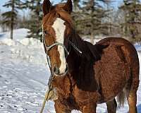 chestnut-pshr-horse