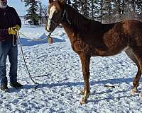 blaze-horse