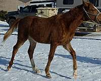 hind-stocking-horse