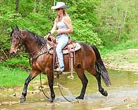 all-around-friesian-horse