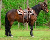athletic-friesian-horse