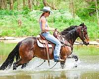 drill-team-friesian-horse