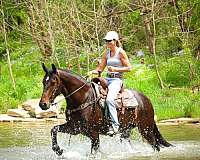all-around-friesian-horse