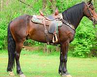 athletic-friesian-horse