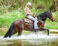 drill-team-friesian-horse