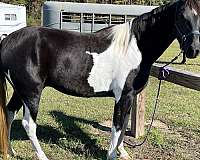 black-white-saddlebred-for-sale