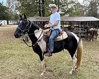 black-white-saddlebred-horse