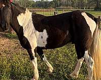 black-white-saddlebred