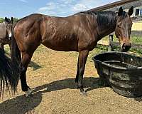 broke-the-best-thoroughbred-horse