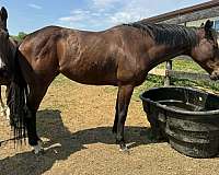 broke-the-best-mare