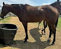 stake-mare