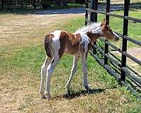 bay-white-curly-colt