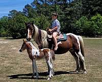bay-white-paint-colt