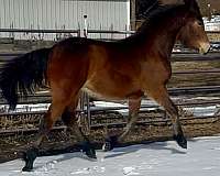 working-equitation-canadian-horse