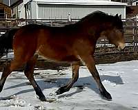 bay-kfps-colt