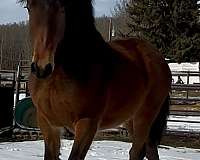 bay-kfps-horse