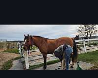 dun-factor-trail-riding-mare