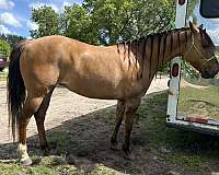 dun-factor-trail-riding-horse